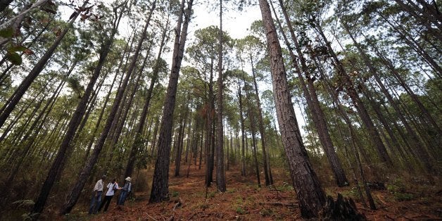 Tourists walk in the woods of Tatumbla muinicipality, Francisco Morazan department, 13 km east of Tegucigalpa, on April 21, 2012. The Mayoralty of Tatumbl prohibited the deforestation of the woods in the framework of the Earth Day. Activists across the globe will celebrate Earth Day on April 22 with events aimed at bringing awareness of environmental concerns. AFP PHOTO/Orlando SIERRA. (Photo credit should read ORLANDO SIERRA/AFP/Getty Images)