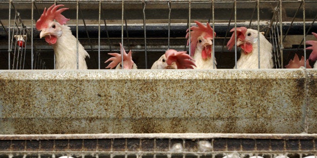 150,000 hens live and lay eggs in stacked cages at an industrial henhouse in Livingston, California, November 9, 2007. The U.S. Humane Society is pushing a ballot initiative that would make California the first state in the nation to ban cages on egg farms. (Photo by Florence Low/Sacramento Bee/MCT via Getty Images)