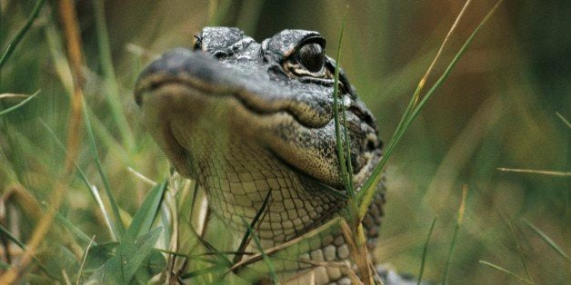 UNITED STATES - MAY 06: American alligator (Alligator mississippiensis), Alligatoridae. Everglades National Park (UNESCO Worl