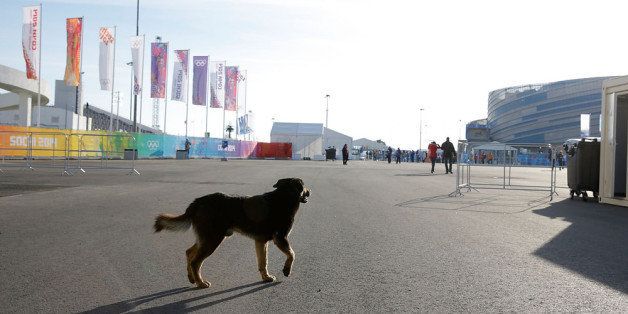 SOCHI, RUSSIA - FEBRUARY 08: A dog walks in the Olympic Park on Day 1 of the 2014 Winter Olympics on February 8, 2014 in Sochi, Russia. (Photo by Joe Scarnici/Getty Images)