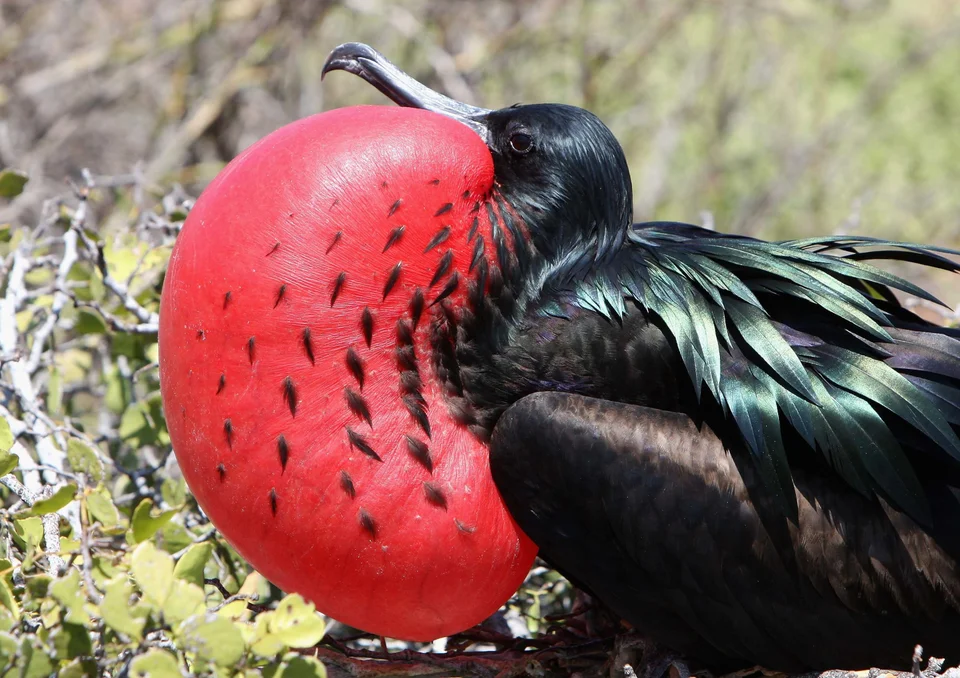 These Weird Animal Courtship Displays Are Probably Better Than Your Valentine's Day Plans | HuffPost Impact These Weird Animal Courtship Displays Are Probably Better Than Your Valentine's Day Plans | HuffPost Impact