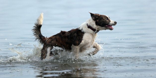 HUNTINGTON, NY - AUGUST 24: A border collie mix plays in the water on the north shore of Long Island at Coindre Hall on August 24, 2012 in Huntington, New York. (Photo by Bruce Bennett/Getty Images)