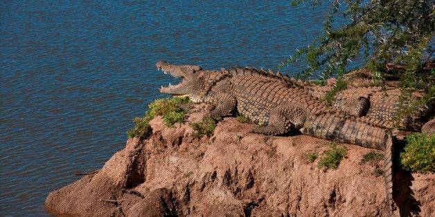 Crocodile on river bank (Photo by: Hoberman/Universal Images Group via Getty Images)