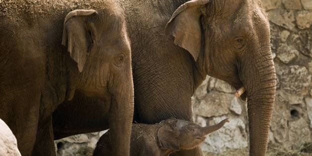A few-hour-old baby Asian elephant stands near its mother 'La Belle' (L) and its grandmother 'La petite' at the Ramat Gan Safari, aka the Zoological Center of Tel Aviv-Ramat Gan, on August 2, 2013. According to a spokesperson of the zoo the yet unnamed baby elephant is most likely female. AFP PHOTO / JACK GUEZ (Photo credit should read JACK GUEZ/AFP/Getty Images)