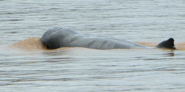 TO GO WITH Cambodia-environment-conservation-tourism-dolphins,FEATURE by Seth Meixner This photo taken 14 September, 2007 shows a dolphin in the Mekong river near the town of Kratie, some 315 kilometers northeast of Phnom Penh. A groundbreaking conservation effort there has been credited with helping pull the Irrawaddy dolphin back from extinction. AFP PHOTO/ TANG CHHIN SOTHY (Photo credit should read TANG CHHIN SOTHY/AFP/Getty Images)