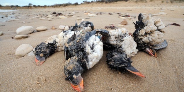Photo taken on February 10, 2014 shows the bodies of puffins washed up on a beach in Sainte-Marie-de-Re, western France, afte
