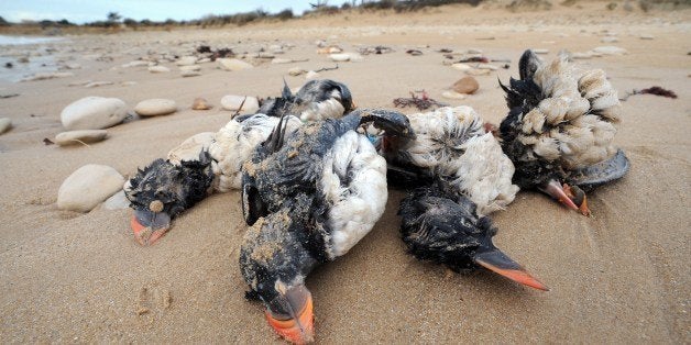 Photo taken on February 10, 2014 shows the bodies of puffins washed up on a beach in Sainte-Marie-de-Re, western France, after heavy storms. The Atlantic storms that have buffeted Europe in recent days have killed at least 5,000 sea birds on the French coast, half of them puffins. Most of the birds whose bodies have been washed up on beaches between the Pyrenees and Brittany died of exhaustion or starvation as a result of days of gale-force winds which made it impossible for them to fish, officials with the national Bird Protection League (LPO) said. AFP PHOTO / XAVIER LEOTY (Photo credit should read XAVIER LEOTY/AFP/Getty Images)