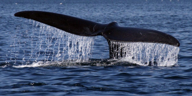 CAPE COD BAY, MA - APRIL 12: A North Atlantic Right Whale sounds while feeding on plankton in Cape Cod Bay, off the coast of Provincetown. A team from the Provincetown Center for Coastal Studies, was researching the right whale's food supply today during their migration north. (Photo by Bill Greene/The Boston Globe via Getty Images)