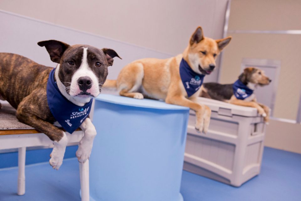 Meet Marlin The Shedd Aquarium s New Rescue Dog Ambassador