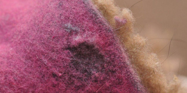 Laundry! This is the disgusting, yet colorful mass of dryer lint which emerged from the vent of my dryer. Did rugs and towels and stuff.... which were full of the cat hair. It's Fuzzy! For Macro Mondays theme for September 7th.I went with a more literal take on this weeks theme, obviously.