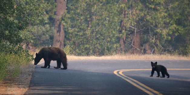 YOSEMITE NATIONAL PARK, CA - AUGUST 24: A bear and cub cross a road near the Rim Fire on August 24, 2013 in Yosemite National Park, California. The Rim Fire continues to burn out of control and threatens 4,500 homes outside of Yosemite National Park. Over 2,000 firefighters are battling the blaze that has entered a section of Yosemite National Park and is currently 5 percent contained. (Photo by Justin Sullivan/Getty Images)