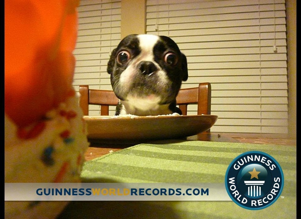 Dog With World's Largest Eyes