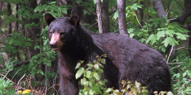 LUNENBURG, ME - MAY 15: A black bear stares at an animal control officer from the edge of a yard in Lunenburg, Maine. (Photo by Mark Wilson/The Boston Globe via Getty Images)