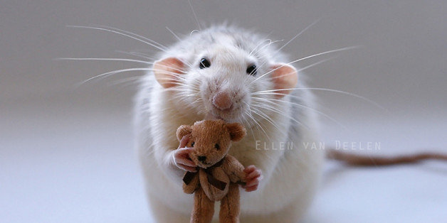 tiny teddy bears for rats