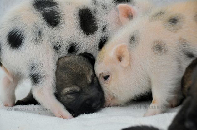 German Shepherd Puppies And Newborn Mini Pigs Make For The Greatest Of Friends Photos Huffpost
