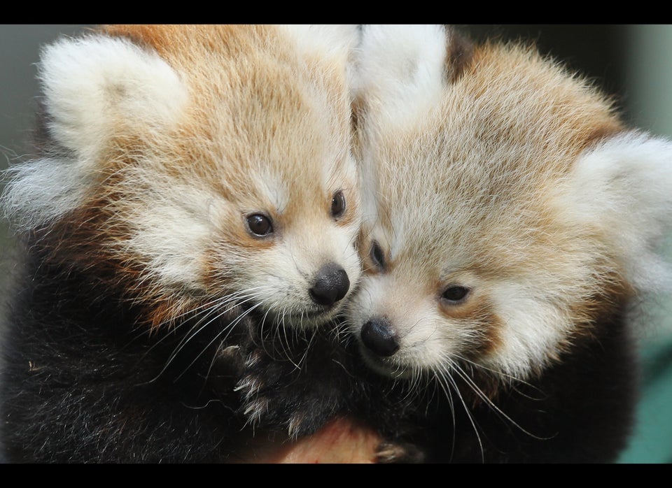 Baby Red Pandas