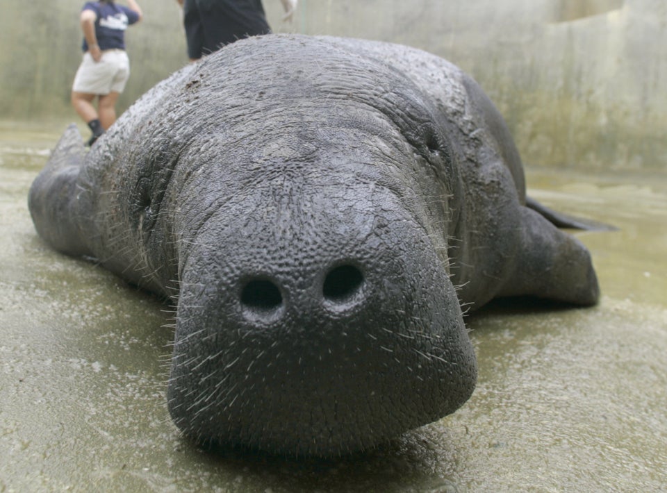 MANATEE RESCUE