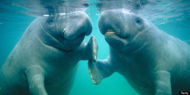 Manatee pair