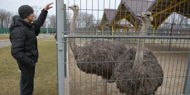 KIEV, UKRAINE - FEBRUARY 26: A man feeds an Ostrich around President Viktor Yanukovych's Mezhyhirya estate, which was abandoned by security, on February 26, 2014 in Kiev, Ukraine. Ukraine's interim President Olexander Turchynov is due to form a unity government, as UK and US foreign ministers meet to discuss emergency financial assistance for the country. (Photo by Jeff J Mitchell/Getty Images)