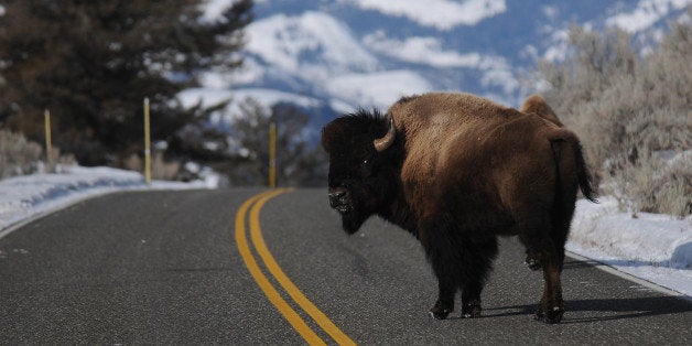 YELLOWSTONE NATIONAL PARK, MT - MARCH 5:A bison looks back as it crosses the road near Lamar Valley in Yellowstone National P