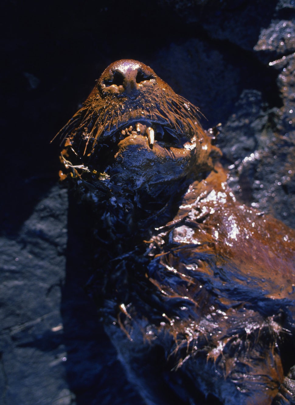 Remembering The Exxon Valdez Oil Spill, 25 Years Later HuffPost