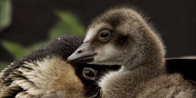 The world's rarest goose makes its zoo debut—meet the nene!