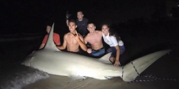 Large hammerhead shark caught off coast of Florida