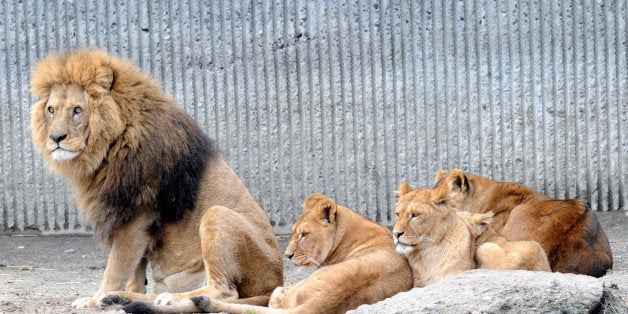 COPENHAGEN, DENMARK - MARCH 26 : This file photo dated 09/02/2014 shows members of the lion family in a Danish zoo. Danish zoo killed two old lions and two cubs lions to make room for a new male lion in Copenhagen, Denmark on March 26, 2014. The same zoo killed Marius the giraffe on February, 2014. Irfan Cemiloglu / Anadolu Agency