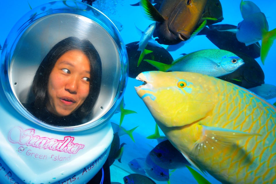 Hawaii's White Sand Beaches Are Made From Parrotfish Poop | HuffPost