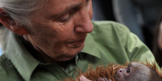 British anthropologist and primatologist Jane Goodall holds a baby Cariblanco monkey (cebus capucinus) during her visit to the Rehabilitation Center and Primate Rescue, in Peñaflor, 36 km southwest from Santiago, on November 23, 2013, as part of her activities while visiting Chile. AFP PHOTO/Hector RETAMAL (Photo credit should read HECTOR RETAMAL/AFP/Getty Images)