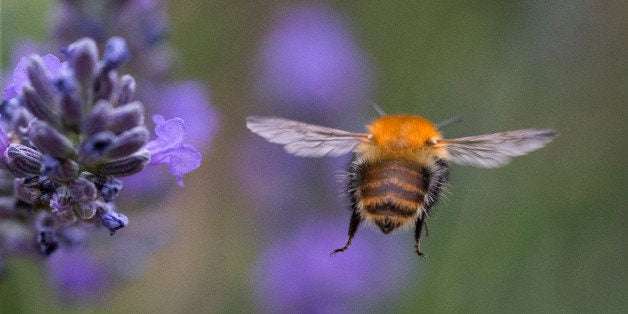 A picture taken on August 3, 2012 in Prunieres, southern France shows a bumblebee flying near lavender. AFP PHOTO/JOEL SAGET (Photo credit should read JOEL SAGET/AFP/GettyImages)