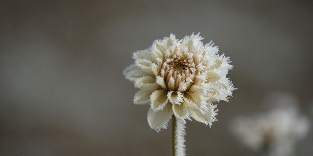 Dahlia flowers are covered in frost in Kupferzell, on October 29, 2012. AFP PHOTO/ Marijan Murat /GERMANY OUT (Photo credit should read MARIJAN MURAT/AFP/Getty Images)