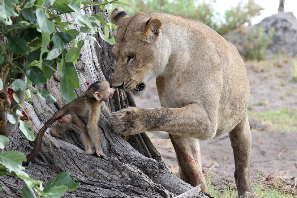 This Incredibly Rare Baby Monkey Was Just Born at an Ohio Zoo— See