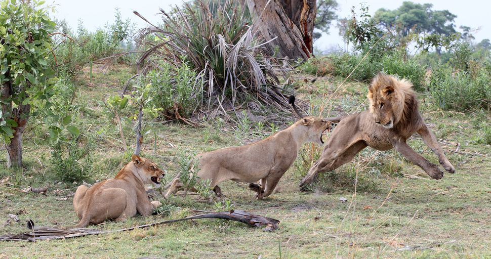 Lioness Has Incredible Interaction With Baby Baboon During Gripping ...