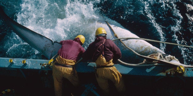 The crew of a Japanese whaling vessel drag an injured whale to the side of the ship during a scientific research mission in t