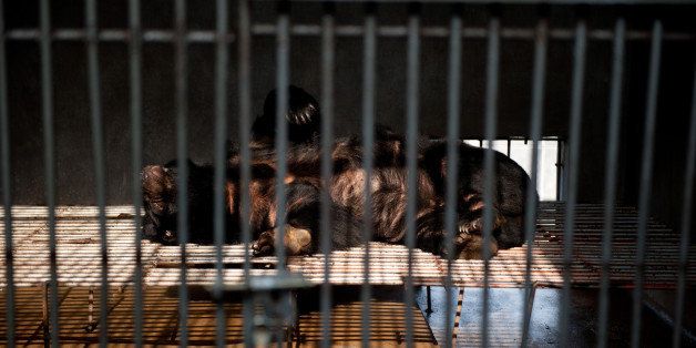 A bear naps in his cage at one of the traditional Chinese medicine company Guizhentang's controversial bear bile farms in Hui'an, southeast China's Fujian province on February 22, 2012. Bear bile has long been used in China to treat various health problems, despite skepticism over its effectiveness and outrage over the bile extraction process, which animal rights group say is excruciatingly painful for bears. CHINA OUT AFP PHOTO (Photo credit should read STR/AFP/Getty Images)
