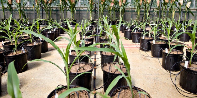 Corn plants grow in a greenhouse at the Monsanto Chesterfield Village facility in Chesterfield, Missouri, U.S., on Thursday, April 15, 2010. Monsanto Co., the world's biggest seed company, plans to complete most of its $800 million stock buyback plan more than a year ahead of schedule after the shares dropped to the lowest since 2007. Photographer: Daniel Acker/Bloomberg via Getty Images