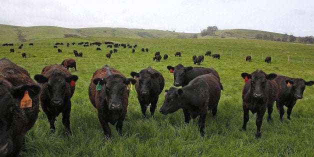 TOMALES, CA - APRIL 24: Cows graze on grass at the Stemple Creek Ranch on April 24, 2014 in Tomales, California. Extreme weather conditions across the country have reduced the number of cattle coming to market and have sent the wholesale price of U.S. beef to record highs. (Photo by Justin Sullivan/Getty Images)