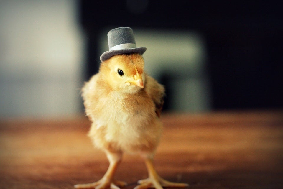 baby chickens in hats