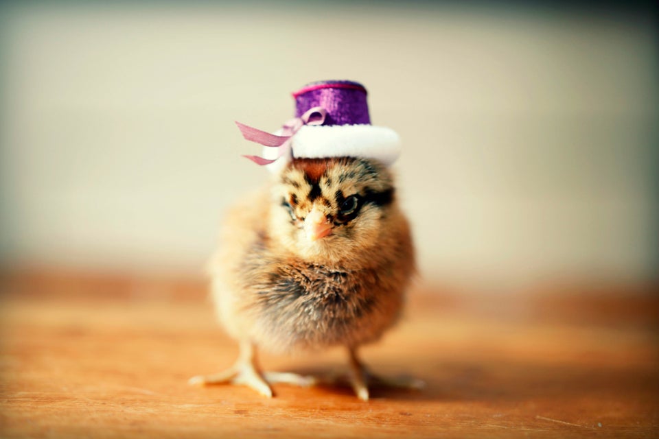 baby chickens in hats