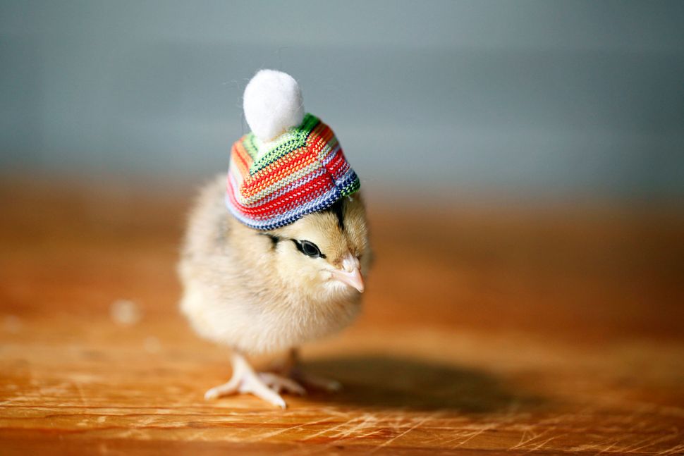 Little Baby Birds Flaunt Fancy Hats With The Utmost Sophistication ...