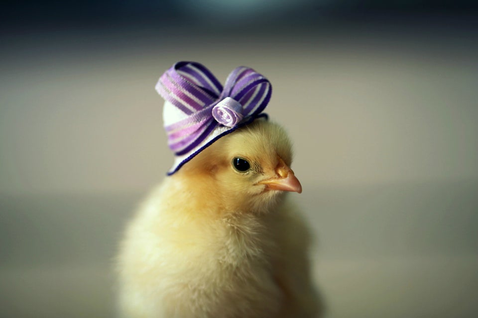 Little Baby Birds Flaunt Fancy Hats With The Utmost Sophistication ...