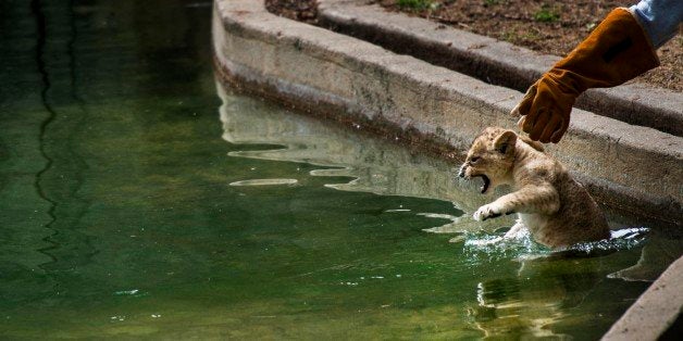 WASHINGTON, DC - May 6: Biologist Leigh Pitsko drops the first, a male, of four African lion cubs 10-weeks-old into a pool for their first swim under the watchful care of Smithsonians National Zoo staff in Washington DC Tuesday, May 6, 2014. Also today two15-week-old African lion cubs in the adjacent outdoor enclosure explored their new environment with the encouragement of their 10-year-old mother, Naba. (Photo by Melina Mara/The Washington Post via Getty Images)