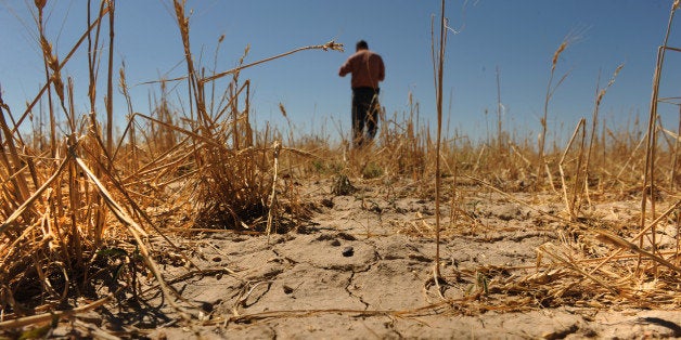 The drought in southern Colorado has destroyed a significant amount of crops like winter wheat, Tuesday, July 19, 2011, at Ch