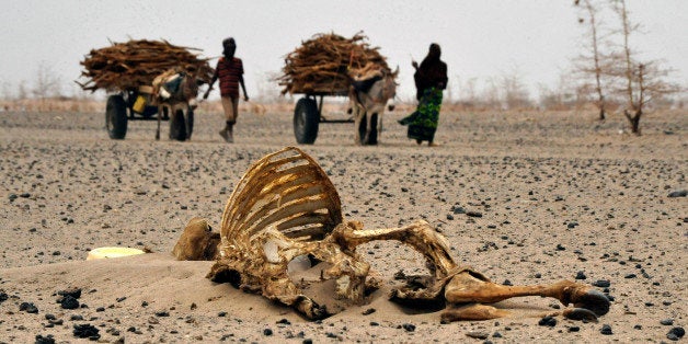 Wajir residents walks past carcasses of livestock on July 20, 2011 in Athibohol, North East of Nairobi. Close to 1.4 million people in the region are in dire need of relief food, as a result of the prolonged drought. The situation has been worsened by the failure of the April rains with weathermen foreseeing a severe drought in October. AFP PHOTO / SIMON MAINA (Photo credit should read SIMON MAINA/AFP/Getty Images)