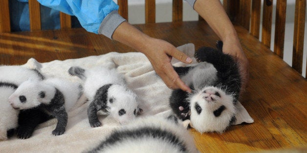 This picture taken on September 23, 2013 shows new-born panda cubs displayed on a crib during a press conference at the Chengdu Research Base of Giant Panda Breeding in Chengdu, southwest China's Sichuan province. 14 giant panda cubs born in 2013 were presented to the public at the press conference, during which the research base introduced the global breeding situation of giant pandas this year. CHINA OUT AFP PHOTO (Photo credit should read STR/AFP/Getty Images)