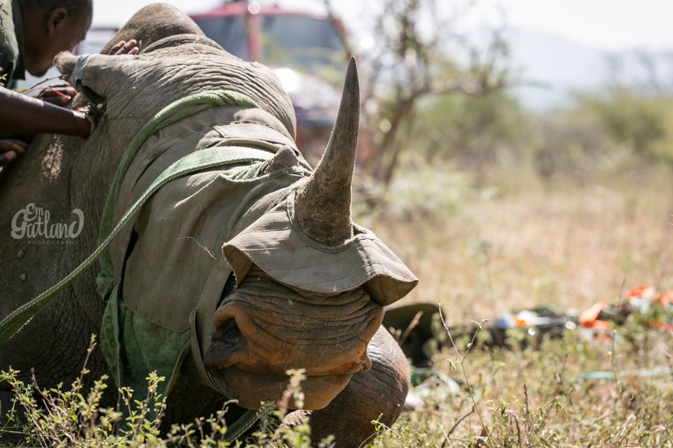 This Is How You Airlift A Rhino To Safety (PHOTOS) | HuffPost Impact