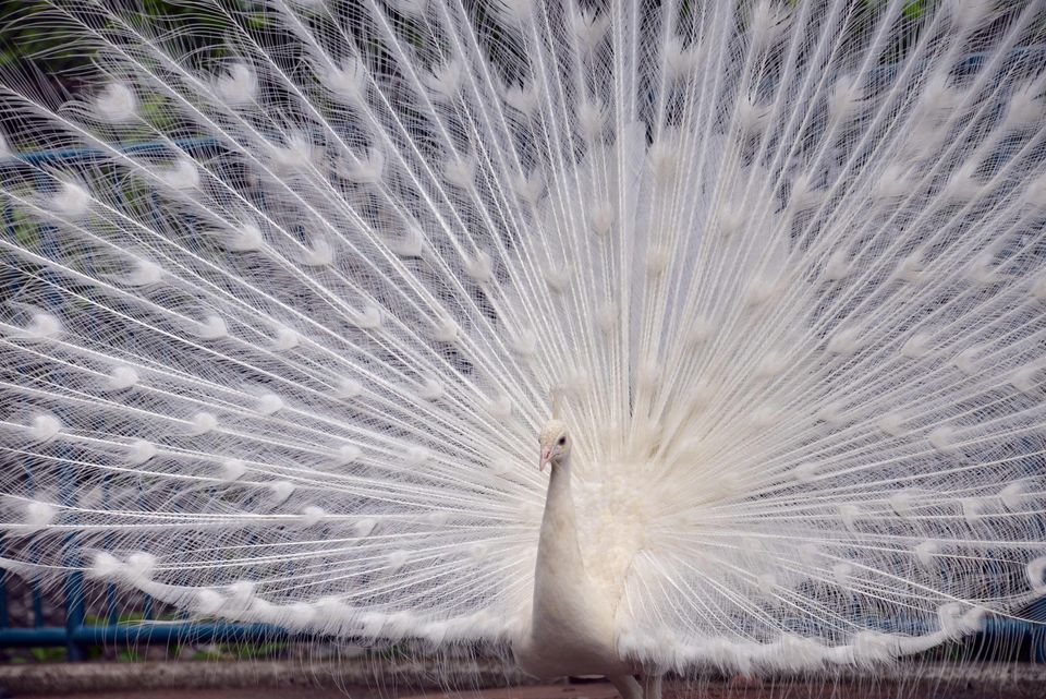 Animal Photos Of The Week: It's Time To Pollinate | HuffPost Impact