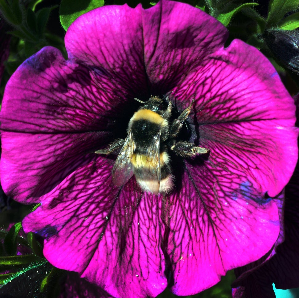 Animal Photos Of The Week It's Time To Pollinate HuffPost