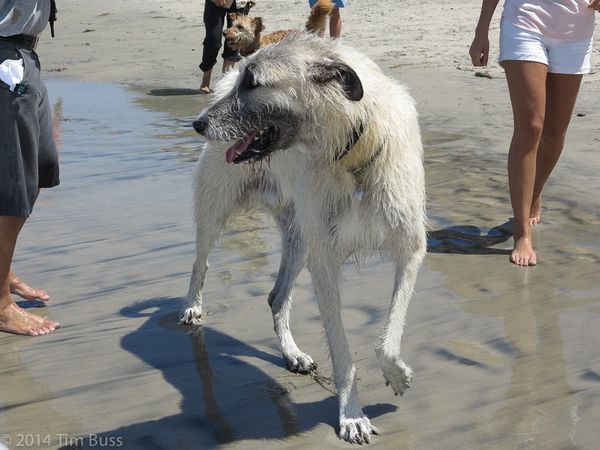 8 Of The Best Dog-Friendly Beaches Around The Country | HuffPost